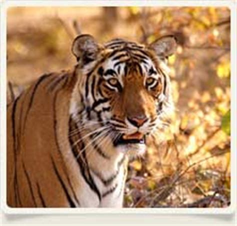 Ranthambore National Park, Wildlife in Ranthambore, Ranthambore ...