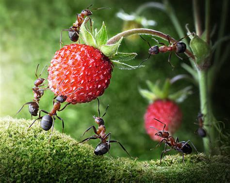 Ants Working Together Stock Photos, Pictures & Royalty-Free Images - iStock