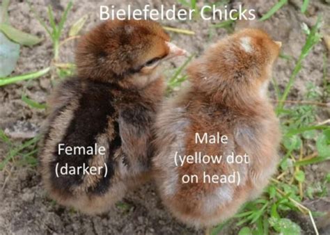 16 Pure Bielefelder Hatching Eggs German Purebred Autosexing Rare | eBay