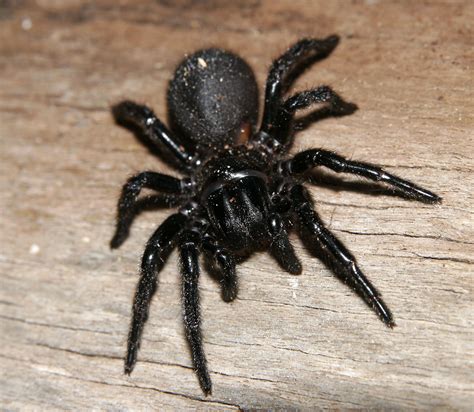 Top 10 Most Poisonous Spiders in The Whole World – TopTeny Magazine