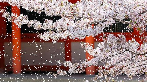 Japan Cherry Blossom: Best Tours, Travel Guide & FAQ