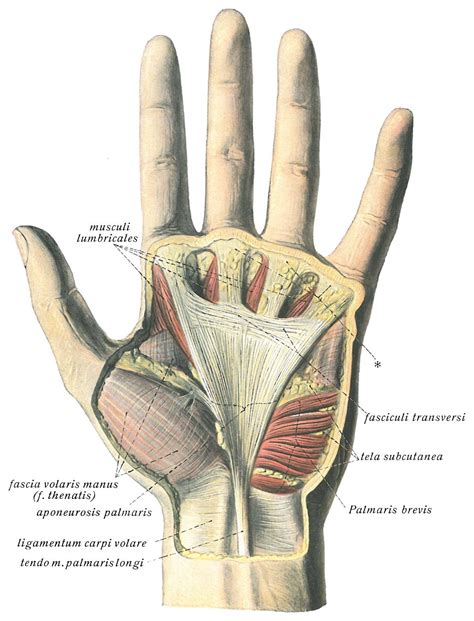 Fun Fact: Palmar Aponeurosis – Outlander Anatomy, 52% OFF