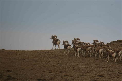 Volunteer rangers will carry out Argali sheep studies and observations ...