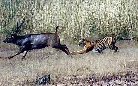 Tigers Hunting Deer's ~ Wild Life