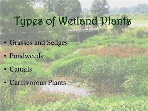 Wetland Plants And Names