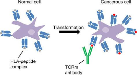 Tumor antigen presentation by the class I human leukocyte antigen.... | Download Scientific Diagram