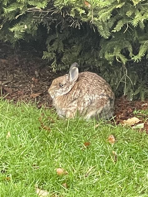 Is this a blind rabbit? Its eyes are white and it doesn’t really move ...