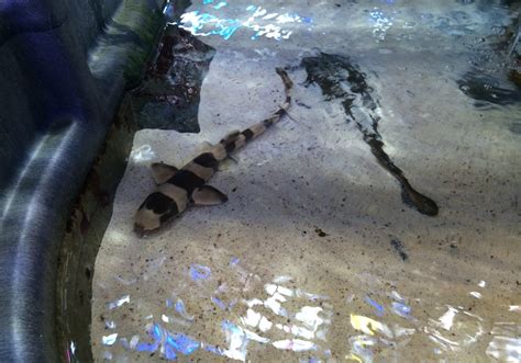 Bamboo Shark : Banded Catshark Sml