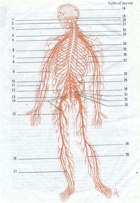 Table of Nerves | Vintage medical, Picture, Vintage