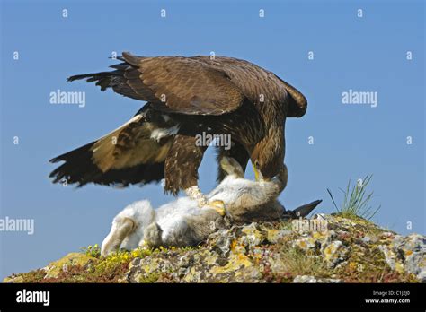 Golden eagle with prey Stock Photo - Alamy