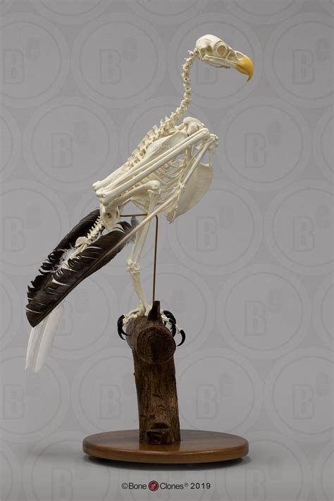 Articulated Bald Eagle Skeleton | Animal skeletons, Animal skulls, Skeleton