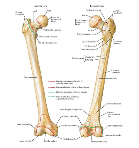 Femur Anatomy - pediagenosis