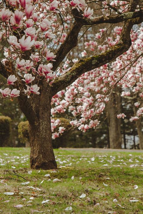 Top 100 Background flower tree For your nature-inspired project