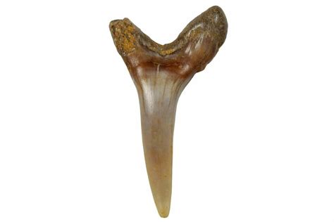 1.00" Fossil Sand Tiger Shark Tooth (Carcharias) - Angola (#259464) For Sale - FossilEra.com