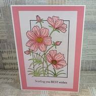 Cosmos flower birthday card - Folksy