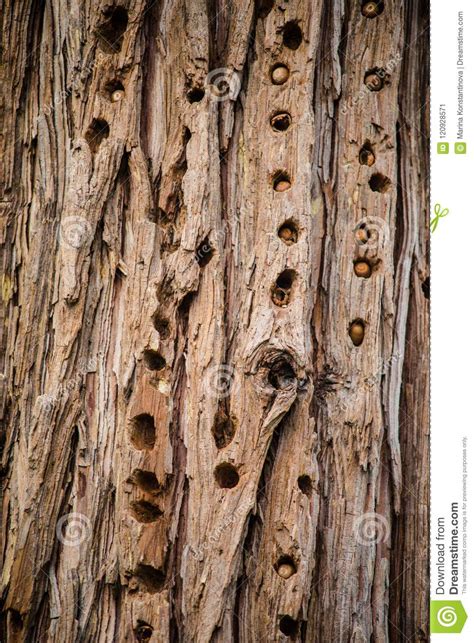 Tree with woodpecker holes stock image. Image of texture - 120928571