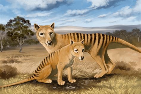 Thylacine in habitat by oxpecker on DeviantArt