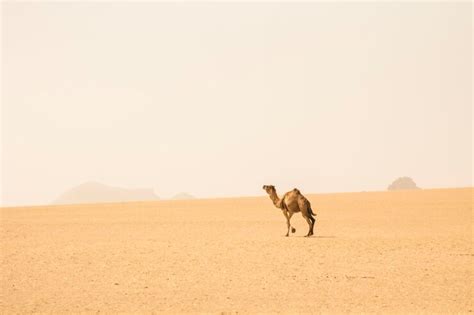 Premium Photo | Running camel in sahara desert