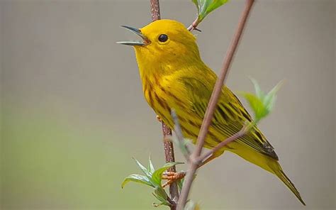 25 Yellow Birds In Michigan (Identifying Factors And Vocalisation) - Bird Guidance