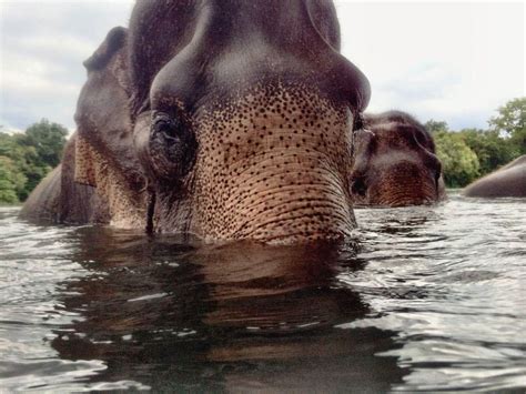 Swimming with Elephants