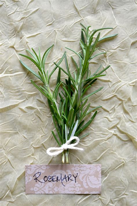 How To Make Your Own Fresh Rosemary Wreath – Herbal Academy