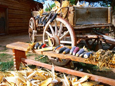 Blue Corn Harvest In The Country Stock Photo - Download Image Now - iStock