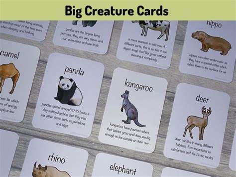 Large Animal Fact Cards | Teaching Resources