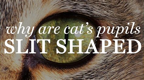 Why Are Cat's Pupils Slit Shaped? - YouTube