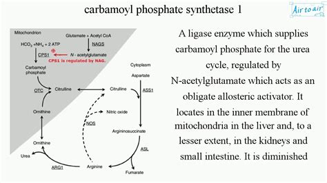 carbamoyl phosphate synthetase 1 - YouTube