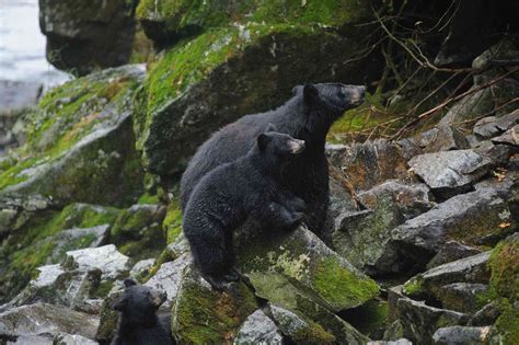 Saving the Ancient Forests of the Tongass – and their Amazing Wildlife! | Defenders of Wildlife