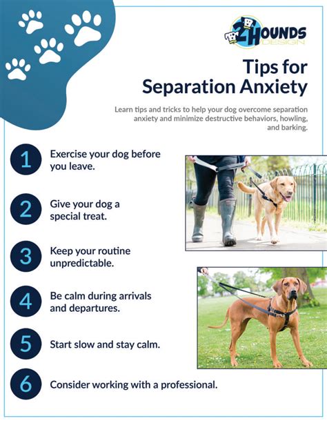 Beautiful Info About How To Deal With Dog Separation Anxiety ...