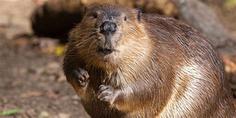 Beaver showing aggressive behavior prompts rabies concern in Ithaca | Fingerlakes1.com