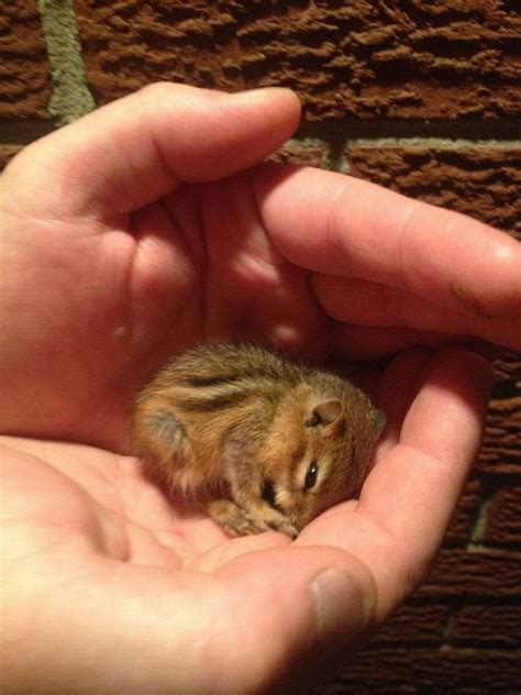 Can you have a baby chipmunk as a pet? Cause he seems really content ...