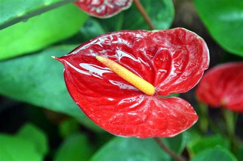 Red Peace Lily (Anthurium): How to Grow & Care?