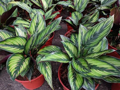 Calathea Plant Care - How to Grow & Maintain Calathea Prayer Plants ...