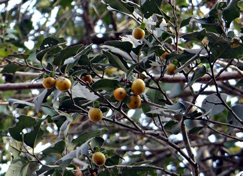 East indian ebony,diospyros melanoxylon,tendu,kendu,fruit - free image ...