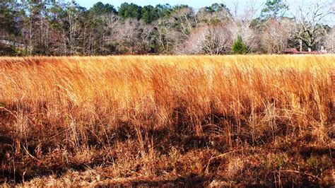 Pasture Soil Fertility Essential to Prevent Broomsedge Infestations ...