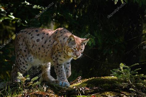 Eurasian Lynx in forest — Stock Photo © OndrejProsicky #119148536