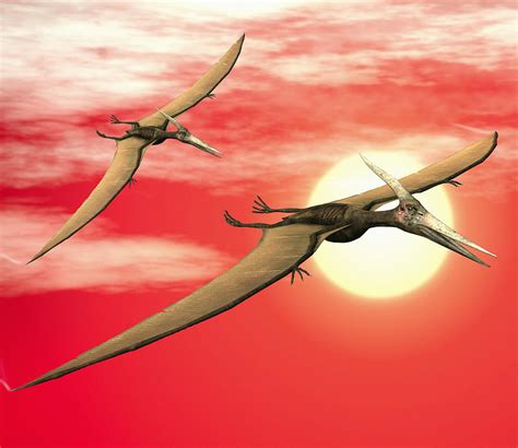 Flying Pteranodons Photograph by Roger Harris - Fine Art America