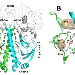 Catabolite Activator Protein (CAP) structure. A) Overall view of CAP... | Download Scientific ...