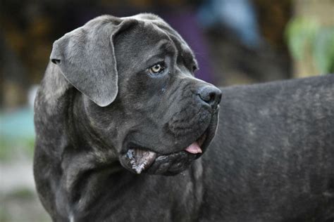 Razze di cani da guardia: le 15 migliori e più affidabili