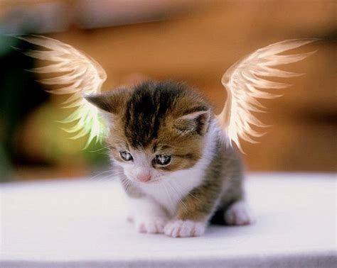 animal angel - Bing Images | Baby cats, Kittens cutest, Kittens cutest baby