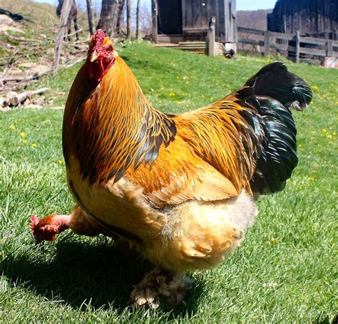 Buff Brahmas...12 LBS...4-6 LG BRN EGG WK Chicks For Sale, Day Old Chicks, Baby Chicks, Brahma ...