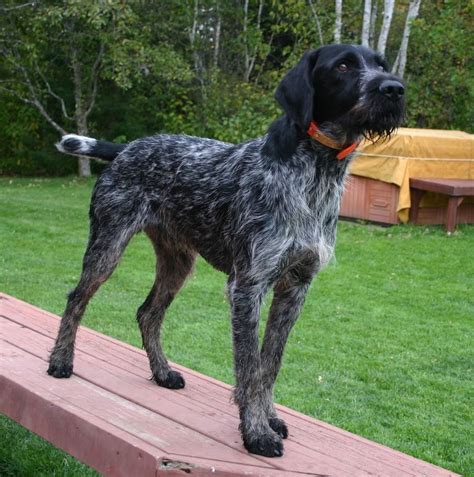 German Wirehaired Pointer ~ Classic Look ~ Three Devils Kennel | German ...