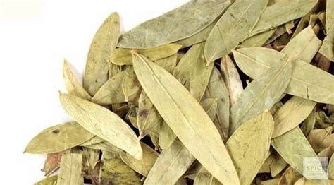 Rasna Leaves-rasnai Leaf Raw Herbs- -ray Sanay Patti-rai Senna Dried -pluchea Lanciolata Jadi ...