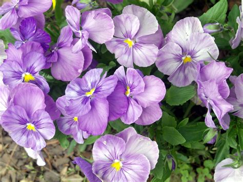 Free purple pansies Stock Photo - FreeImages.com