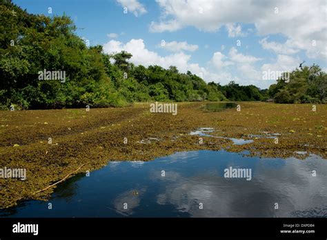 Belize, Crooked Tree Wildlife Sanctuary. Waterway view Stock Photo - Alamy