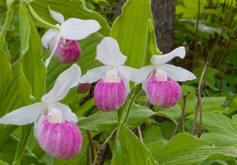 Minnesota Secretary Of State - State Flower - Pink Lady's Slipper