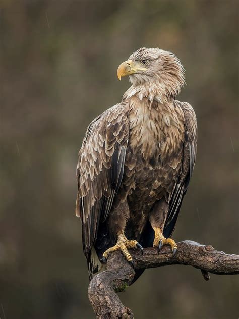 White-Tailed Eagle Portrait Awarded POTW | ePHOTOzine