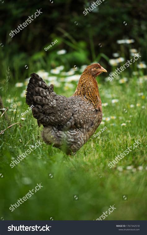 Bielefelder Hen Nature Background Stock Photo 1767342518 | Shutterstock